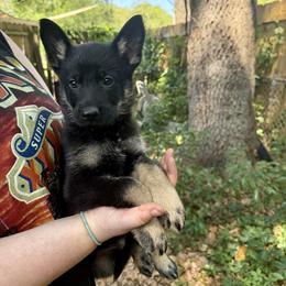 Black and Tan Boy - Black and tan male German Shepherd puppy in Jacksonville, Florida from El Dorado