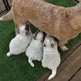 Australian Cattle Dog Puppies from Straight Arrow Australian Cattle Dogs