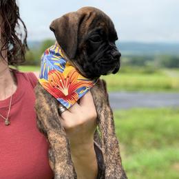 Kickin Roosters Dahlia (Yellow Collar) - Brindle female Boxer puppy in Alpine, New York from Kickin Rooster AKC Boxers