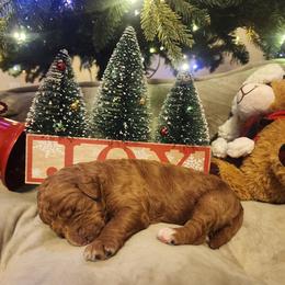 Goldendoodle Puppies from Samantha's Goldendoodles