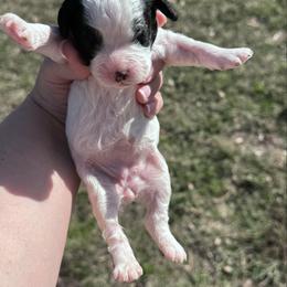Heart - Black and white female Cavapoo puppy in Mount Vernon, Texas from S and J Cavapoos