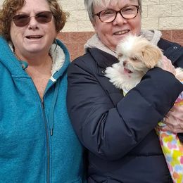 Shih Tzu Puppies from N.F.S.T Imperial ShihTzu Puppies.