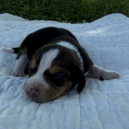Minnie - Black white and tan female Beagle puppy in Kinta, Oklahoma from Beaver Creek Kennels
