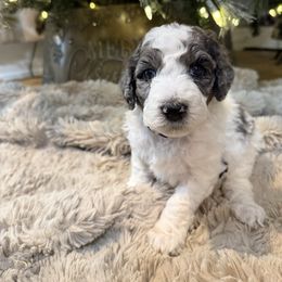 Purple Girl - Parti female Poodle puppy in Vidor, Texas from East Bunch Poodles