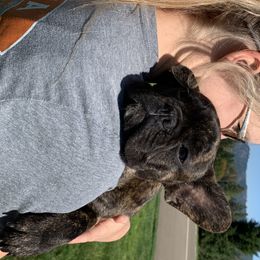 Boston Terrier and French Bulldog Puppies from High Plains