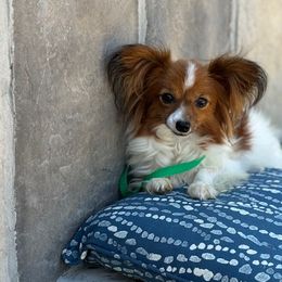 Ava - Papillon