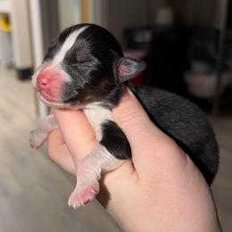 Brooks - Black tri-color male Australian Shepherd puppy in Anniston, Alabama from All Hale Aussies