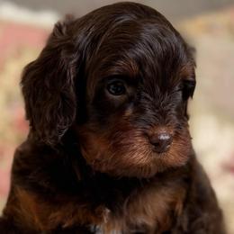 Junie B Jones - Chocolate female Cavapoo puppy in Beckley, West Virginia from By Design Doodles