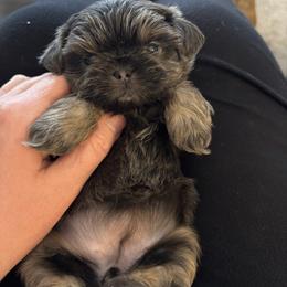 Eclair - Blue female Shih Tzu puppy in Springboro, Ohio from Shih Tzus of Springboro LLC.
