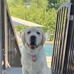 Labrador Retriever All Grown Up from Alley Rock Labradors, LLC