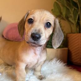 Puppy 1 - Cream male Dachshund puppy in Perryville, Maryland from Heavenly Heritage Dachshunds and Doods