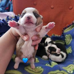 Oates - Red male Pembroke Welsh Corgi puppy in Frontenac, Kansas from Holloway Corgis