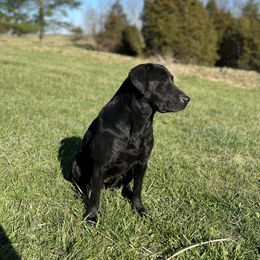 Chancey - Labrador Retriever