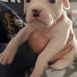 Girl 3 white 'Runt' - White female Boxer puppy in Nashville, Tennessee from Best Friends over 20+ years experience