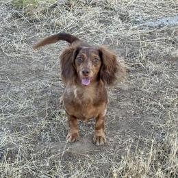 Poppy - Dachshund