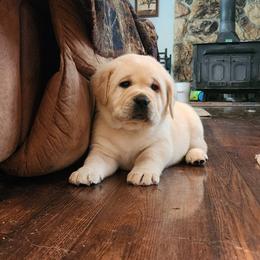 Labrador Retriever Puppies from Treasure Mountain Labrador Retrievers