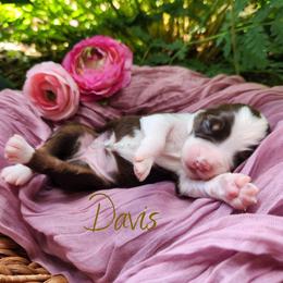 Davis - The Trailblazer - Red tri-color female Australian Shepherd puppy in Pittsville, Wisconsin from Match Dot Pup