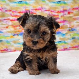 Tucker - Blue and gold male Yorkshire Terrier puppy in Monticello, Iowa from Ashley’s Puppies