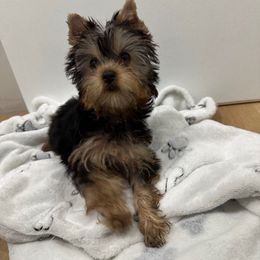 Girl 1 - Black and tan female Yorkshire Terrier puppy in Livermore, California from Ruben & Tatiana’s Yorkshire Terriers