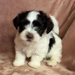 Rocky - Chocolate male Havanese puppy in Maryville, Missouri from Dreamworks Havanese