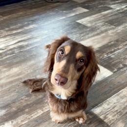 Goose - Dachshund