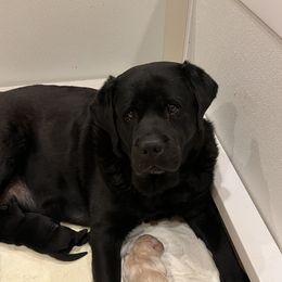 Tango - Labrador Retriever