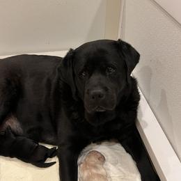 Tango - Labrador Retriever