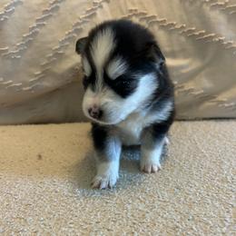 Pomsky Puppies from Pomsky Hills