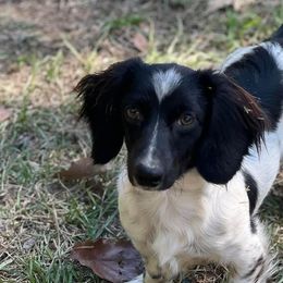 Dachshunds from Shiloh Ranch and Kennels