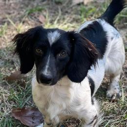 Dachshunds from Shiloh Ranch and Kennels