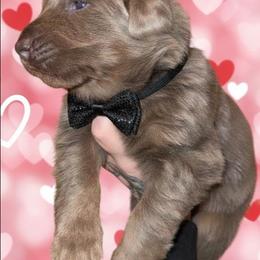 Stanley - Isabella male German Shepherd puppy in Fort Jennings, Ohio from Von Holtzapple German shepherds
