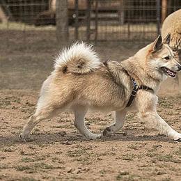 Lumi - Icelandic Sheepdog
