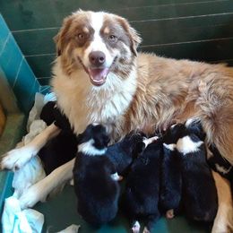 Australian Shepherd Puppies from CassLee Australian Shepherds