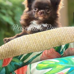Nuggie - Chihuahua