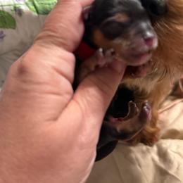 Edward - Black and tan male Yorkshire Terrier puppy in Tangipahoa County, Louisiana from Riche’ Louisiana Yorkies