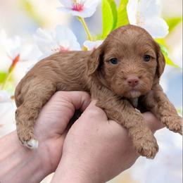 Lily - Red female Cavapoo puppy in Coshocton, Ohio from Forever Family Puppies