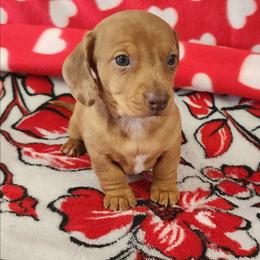 Holly - Dapple female Dachshund puppy in Anaconda, Montana from Williams Family Dachshunds