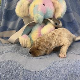 Mr. Gray - Cream male Goldendoodle puppy in Blue Springs, Missouri from Farmstead 51