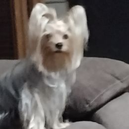 Cherish - Yorkshire Terrier