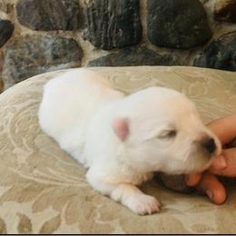 Roman - White male American Eskimo Dog puppy in Placerville, California from White Gypsy Ranch