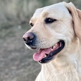 Lucy - Labrador Retriever