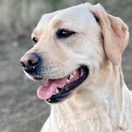 Lucy - Labrador Retriever