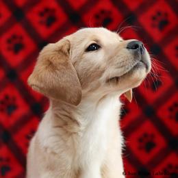 Labrador Retriever Puppies from Sun Ridge Labradors