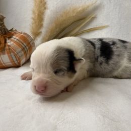 Girl 1 Blue Merle - Blue merle and white female American Corgi puppy in Scottown, Ohio from Wyndy Ridge Corgis