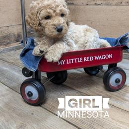 Minnesota - Cream female Goldendoodle puppy in Cambridge, Minnesota from Country Meadow Doodles