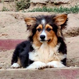 Pembroke Welsh Corgi Puppies from Top-Notch Paws