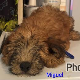 Miguel - Wheaten male Soft Coated Wheaten Terrier puppy in Gladewater, Texas from Felicias Swheaties