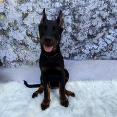 Chantey (Lavender collar) - Harlequin female Beauceron puppy in Waller, Texas from Côté Obscur
