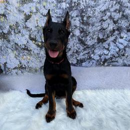 Chantey (Lavender collar) - Harlequin female Beauceron puppy in Waller, Texas from Côté Obscur