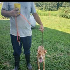 Jill - Australian Kelpie